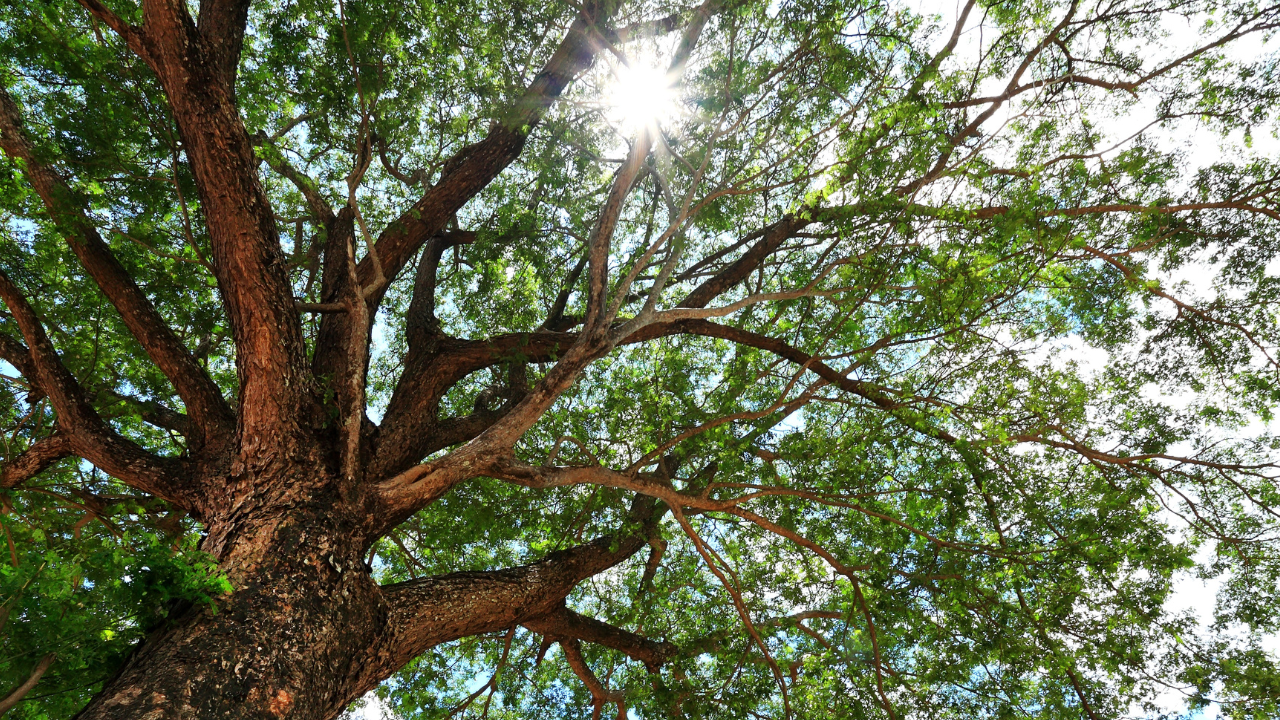 Unlocking the Mystery: Understanding Partial and Full Sun/Shade - Small ...