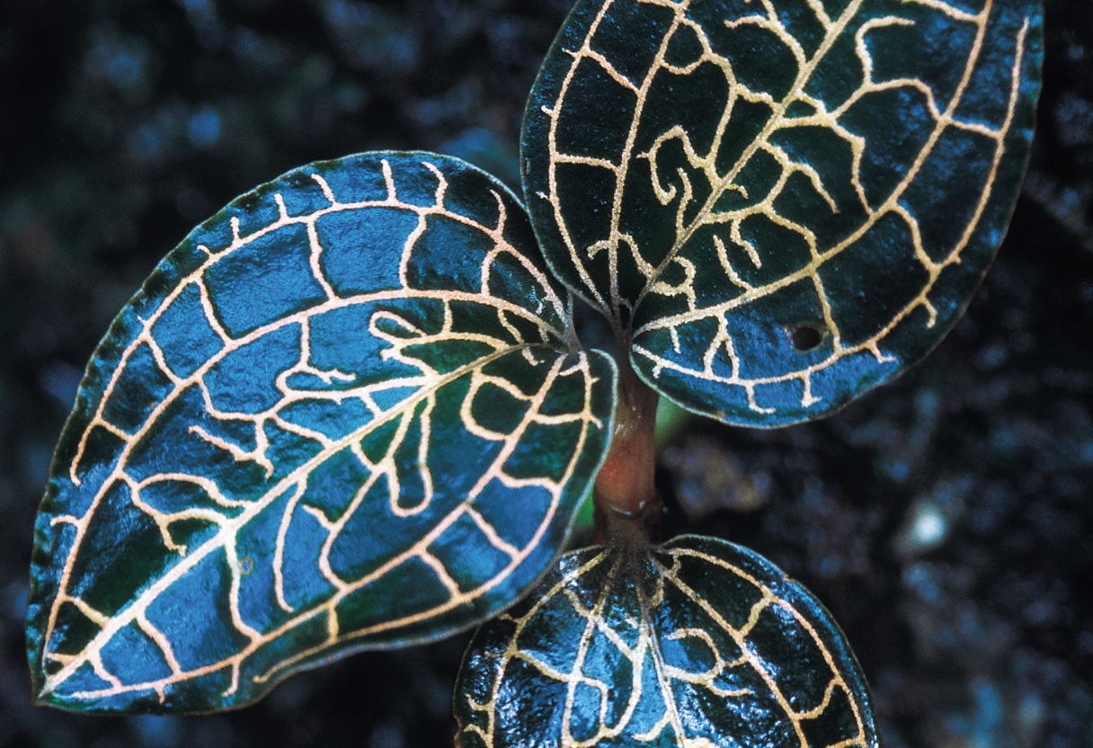 How to Provide the Best Macodes Petola Jewel Orchid Care - Small Space ...