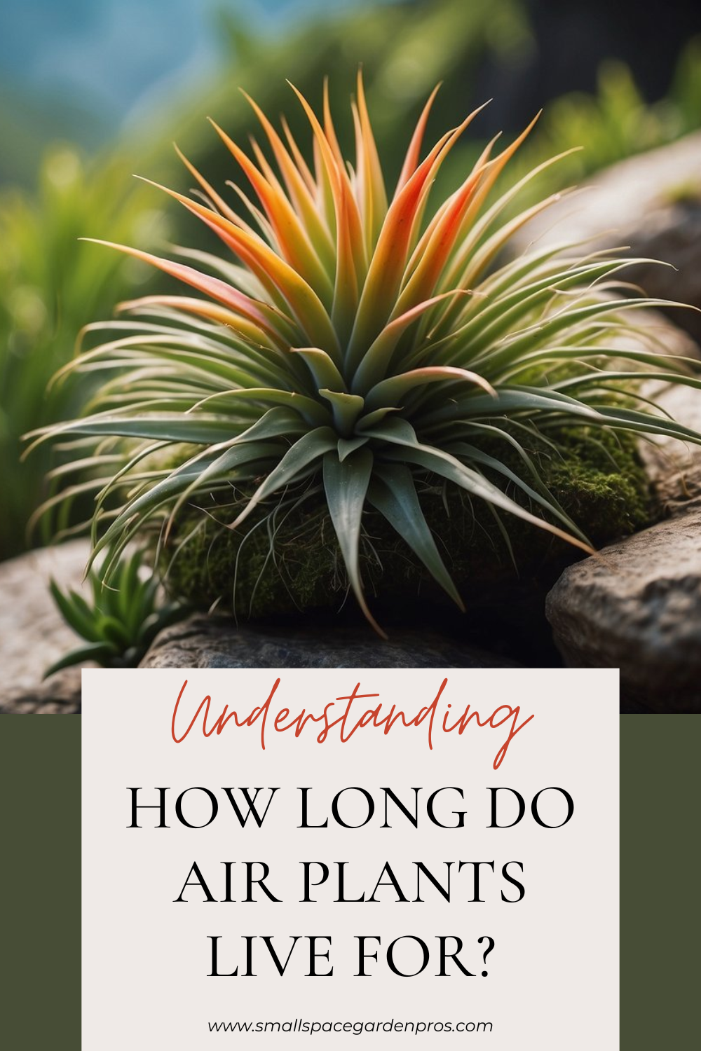 Cool How Long Do Plants Live Gallery