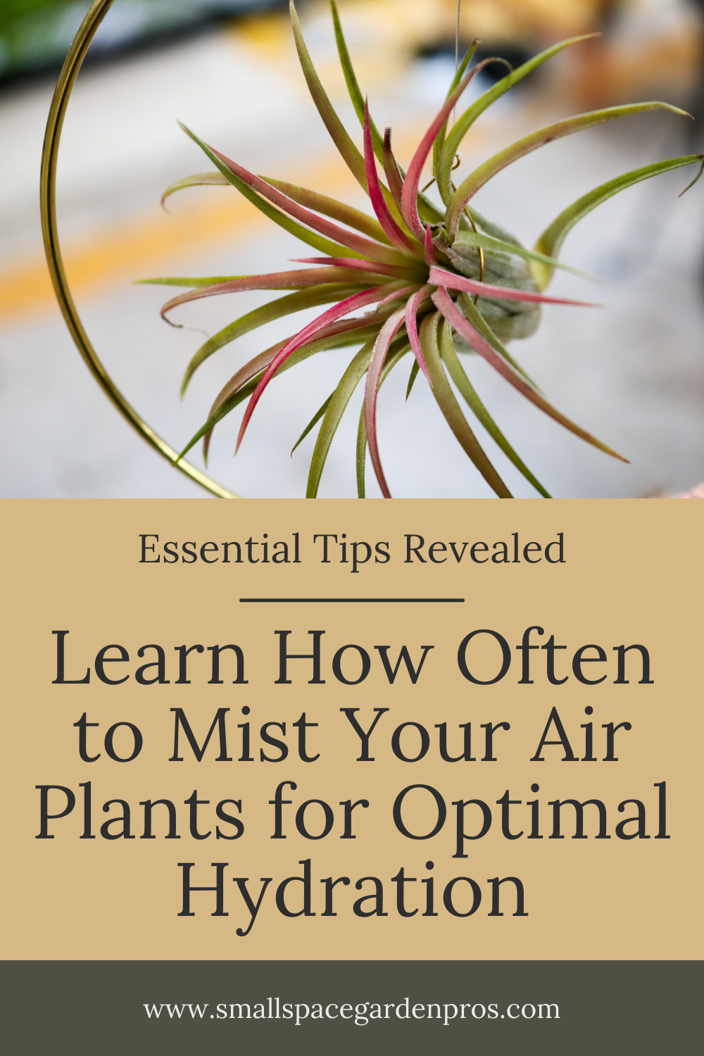 How Often to Mist Air Plants: Essential Tips for Optimal Hydration ...
