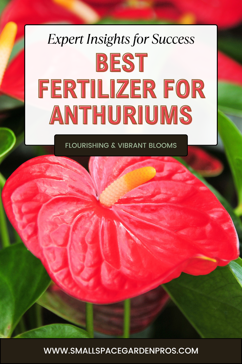 Best Fertilizer for Anthurium: A Comprehensive Guide - Small Space ...