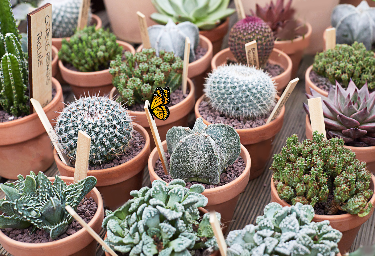 Top Terracotta Pots for Succulents: Stylish and Functional Planting ...