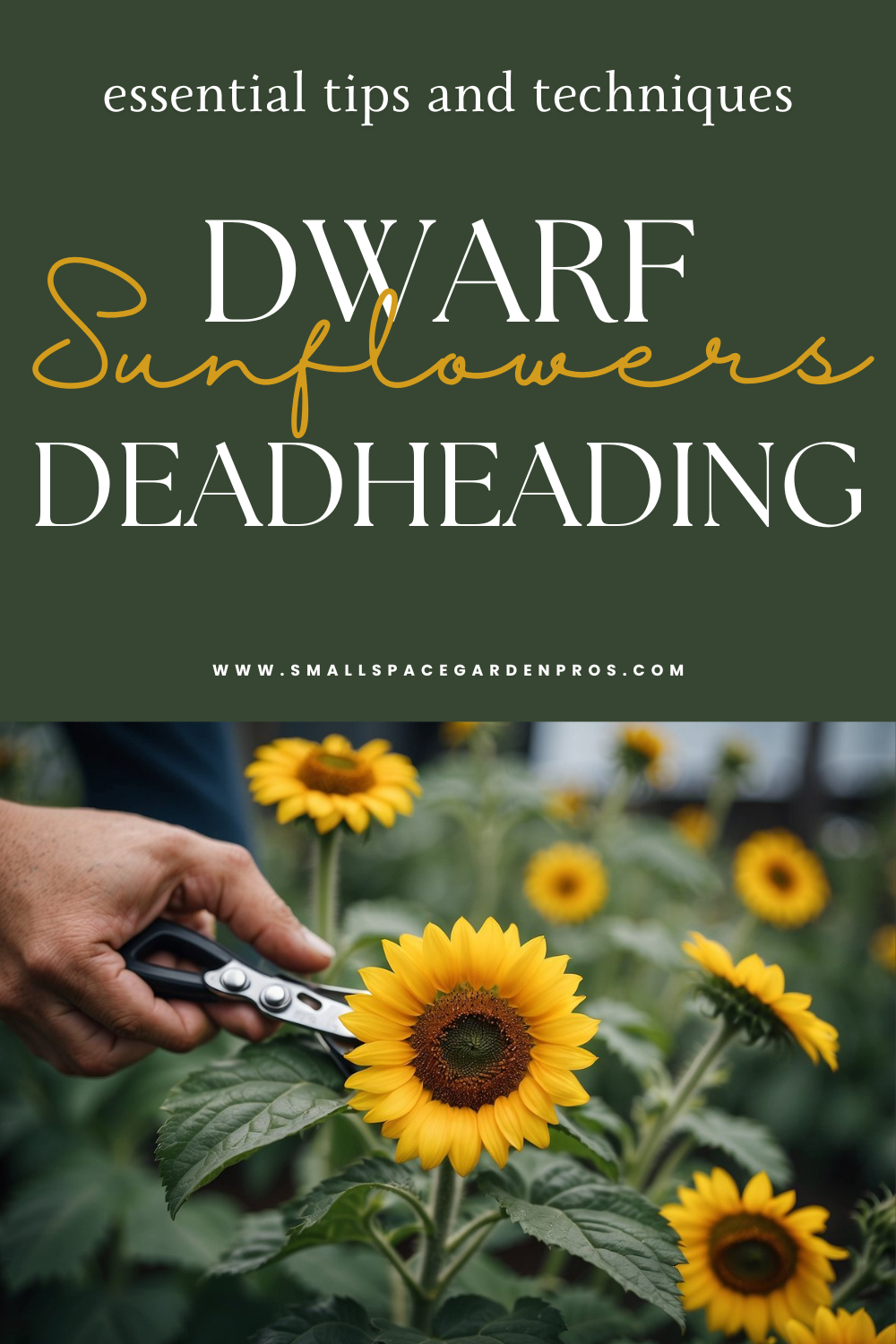 Dwarf Sunflowers Deadheading: Essential Tips for Continuous Blooms ...