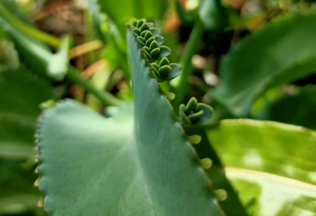 Mother of Millions Plant Care
